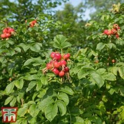 Rose Rugosa 'Rubra' (Species Shrub Rose) -Vedicayur Store ROSE RUGOSARUB W34601 TM