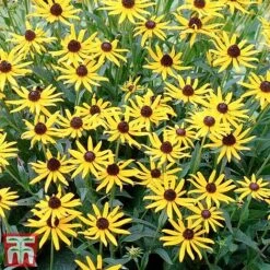 Rudbeckia Fulgida 'Little Goldstar' -Vedicayur Store RUDB LITTLEGOL3