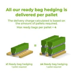 Pivet Ready Bag Instant Hedge 1m (pre-grown) -Vedicayur Store Ready20bag20hedges20delivery20image14