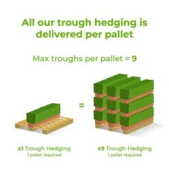 Kohuhu Instant Trough Hedge 1m (pre-grown) -Vedicayur Store Ready20hedges20delivery20image20tm2