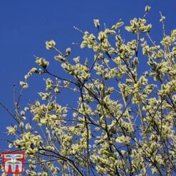 Pussy Willow (Hedging) -Vedicayur Store SALI T70372 A