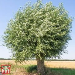 Pussy Willow (Hedging) -Vedicayur Store SALI T70372 C