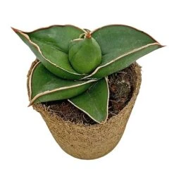 Samurai Dwarf Snake Plant - Rare Houseplant - 6cm Pot - Sansevieria Samurai -Vedicayur Store SAM 5