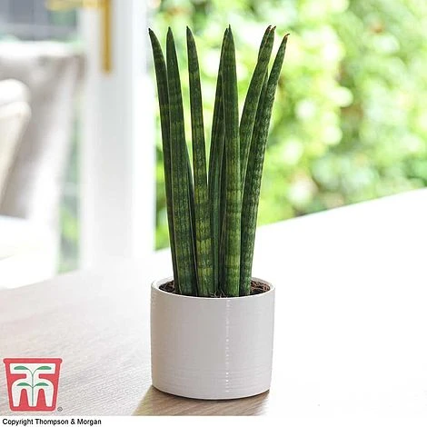 Sansevieria Cylindrica 'Straight' 1 Sansevieria Cylindrica 'Straight'