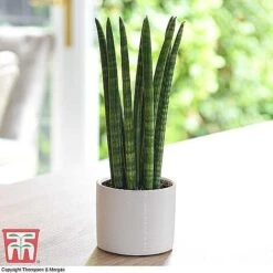 Easy Care Houseplant Collection 13 Easy Care Houseplant Collection -Vedicayur Store SANS KB1128 A1