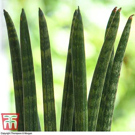 Sansevieria Cylindrica 'Straight' 2 Sansevieria Cylindrica 'Straight' - Image 2