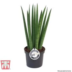 Sansevieria Cylindrica 'Straight' 6 Sansevieria Cylindrica 'Straight' -Vedicayur Store SANS KB1128 C