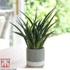 Easy Care Houseplant Collection 12 Easy Care Houseplant Collection -Vedicayur Store SANSF KB1720 A1