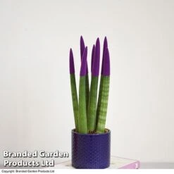 Sansevieria Cylindrica 'Straight' Carnival Colour -Vedicayur Store SANS COLCARNIV T38942