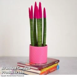 Sansevieria Cylindrica 'Straight' Carnival Colour -Vedicayur Store SANS COLCARNIV T38943