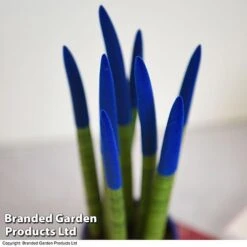 Sansevieria Cylindrica 'Straight' Carnival Colour -Vedicayur Store SANS COLCARNIV T38945