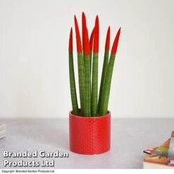 Sansevieria Cylindrica 'Straight' Carnival Colour -Vedicayur Store SANS COLCARNIV T38947