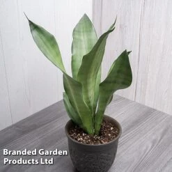 Sansevieria Trifasciata 'Moonshine'