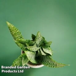 Sansevieria Zeylanica -Vedicayur Store SANS ZEYLANICA WKB9078