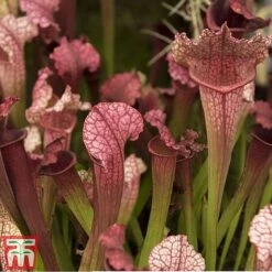 Sarracenia Leucophylla -Vedicayur Store SARR TKA2938 A