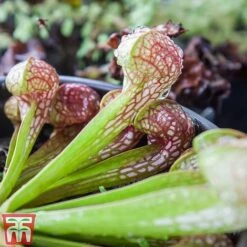 Sarracenia Leucophylla -Vedicayur Store SARR TKA2938 B