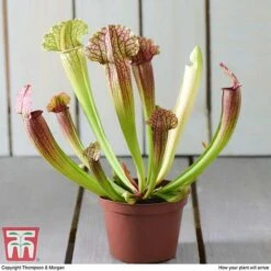 Sarracenia Leucophylla -Vedicayur Store SARR TKA2938 E