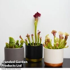 Sarracenia (Pitcher Plant) Mix -Vedicayur Store SARR MIXD T48851