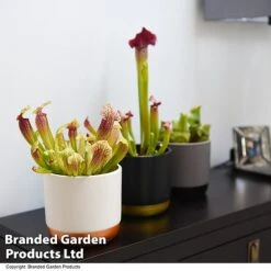 Sarracenia (Pitcher Plant) Mix -Vedicayur Store SARR MIXD T48853