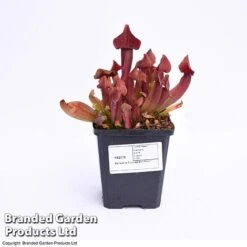 Sarracenia Purpurea -Vedicayur Store SARR PURPUR9CM T41631