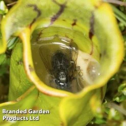 Sarracenia Purpurea -Vedicayur Store SARR PURPUREA W38122