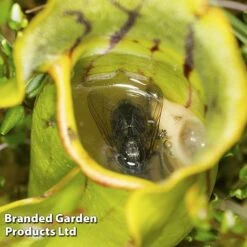 Sarracenia (Pitcher Plant) Mix -Vedicayur Store SARR PURPUREA W381221