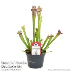 Sarracenia X Stevensii 11 Sarracenia X Stevensii -Vedicayur Store SARR STEVE12CM T49840