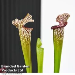 Sarracenia X Stevensii 9 Sarracenia X Stevensii -Vedicayur Store SARR STEVENSII T49844