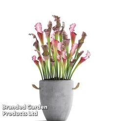 Sarracenia X Stevensii 10 Sarracenia X Stevensii -Vedicayur Store SARR STEVENSII W48109