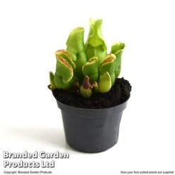 Sarracenia Purpurea Subsp. Venosa 7 Sarracenia Purpurea Subsp. Venosa -Vedicayur Store SARR VENOSA9CM T48493