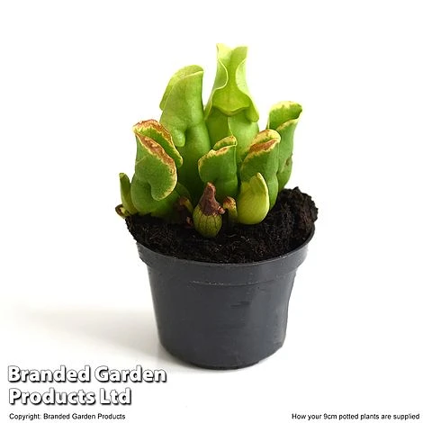 Sarracenia Purpurea Subsp. Venosa 4 Sarracenia Purpurea Subsp. Venosa - Image 4