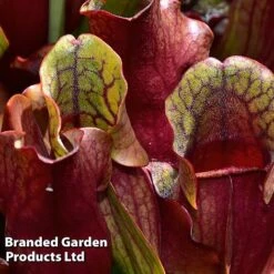 Sarracenia Purpurea Subsp. Venosa 6 Sarracenia Purpurea Subsp. Venosa -Vedicayur Store SARR VENOSA W46836