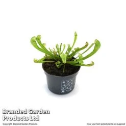 Sarracenia 'Wrigleyana' -Vedicayur Store SARR WRIGLE9CM T47998