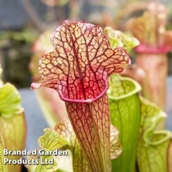 Sarracenia 'Wrigleyana' -Vedicayur Store SARR WRIGLEYAN W45412