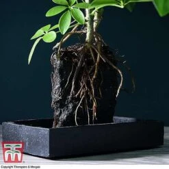 Lova Plant On Lava Rock - Gift -Vedicayur Store SCH WKB4656 B1