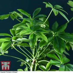 Schefflera Plant On Lava Rock In A Tray (Lova Plant) -Vedicayur Store SCH WKB4656 C