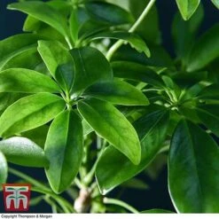 Schefflera Plant On Lava Rock In A Tray (Lova Plant) -Vedicayur Store SCH WKB4656 D