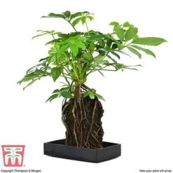 Schefflera Plant On Lava Rock In A Tray (Lova Plant) -Vedicayur Store SCH WKB4656 E