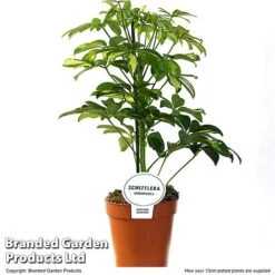 Schefflera Arboricola 'Charlotte' -Vedicayur Store SCHE CHARL13CM T50736