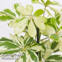 Schefflera Arboricola 'Charlotte' -Vedicayur Store SCHE CHARLOTTE W48796