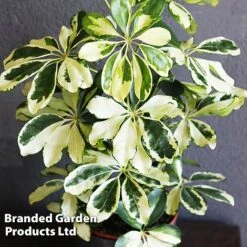 Schefflera Arboricola 'Charlotte' -Vedicayur Store SCHE CHARLOTTE W49342