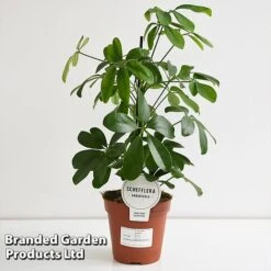 Schefflera Arboricola 'Nora' -Vedicayur Store SCHE NORA13CM T44733