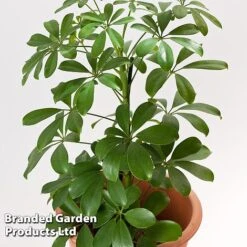 Schefflera Arboricola 'Nora' -Vedicayur Store SCHE NORA13CM WKF1180
