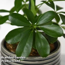Schefflera Arboricola 'Nora' -Vedicayur Store SCHE NORA T44736