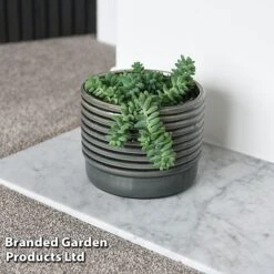 Sedum Morganianum 'Burrito' -Vedicayur Store SEDU BURRITO T44720