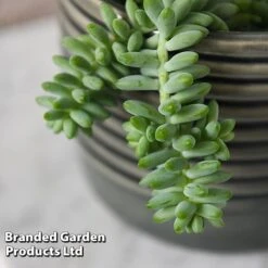 Sedum Morganianum 'Burrito' -Vedicayur Store SEDU BURRITO T44723