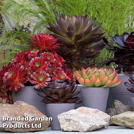 Semponium Collection 1 Semponium Collection