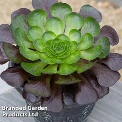 Semponium Collection 7 Semponium Collection -Vedicayur Store SEMP DESTINY S443632