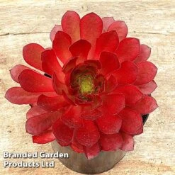 Semponium 'Sienna' -Vedicayur Store SEMP SIENNA H43961