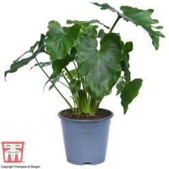 Philodendron 'Shangri La' 7 Philodendron 'Shangri La' -Vedicayur Store SHAN 26766 A1